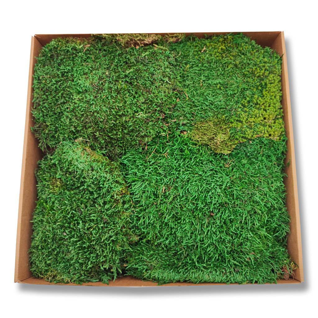 Konserviertes Wald- / Lappenmoos - Farbe Waldgrün - Karton a ca. 0,60 kg