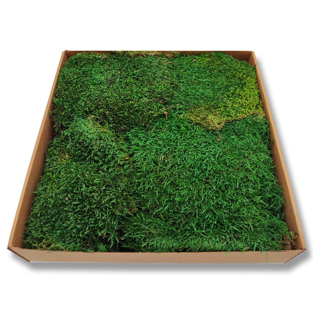 Konserviertes Wald- / Lappenmoos - Farbe Waldgrün - Karton a ca. 0,60 kg