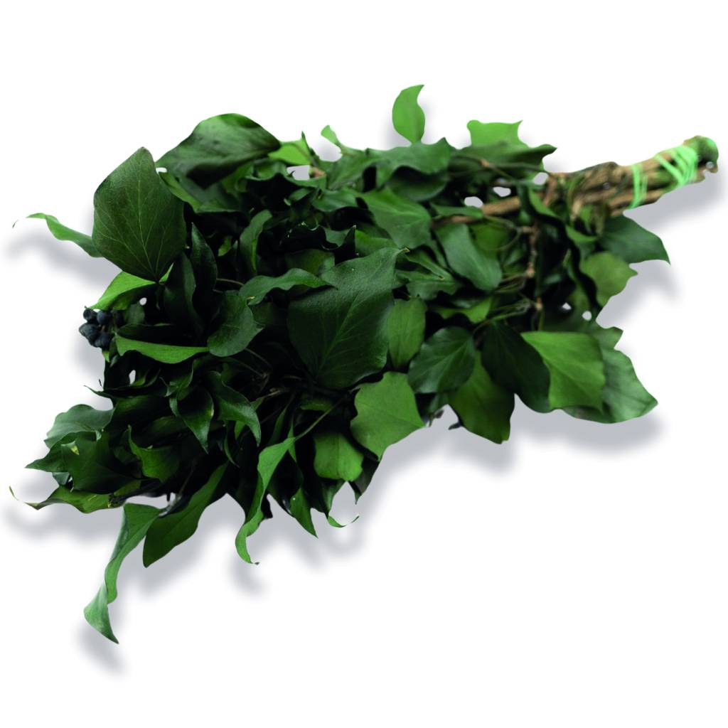Konservierter Efeu - Hedera - Grün - Strauß 150 Gramm