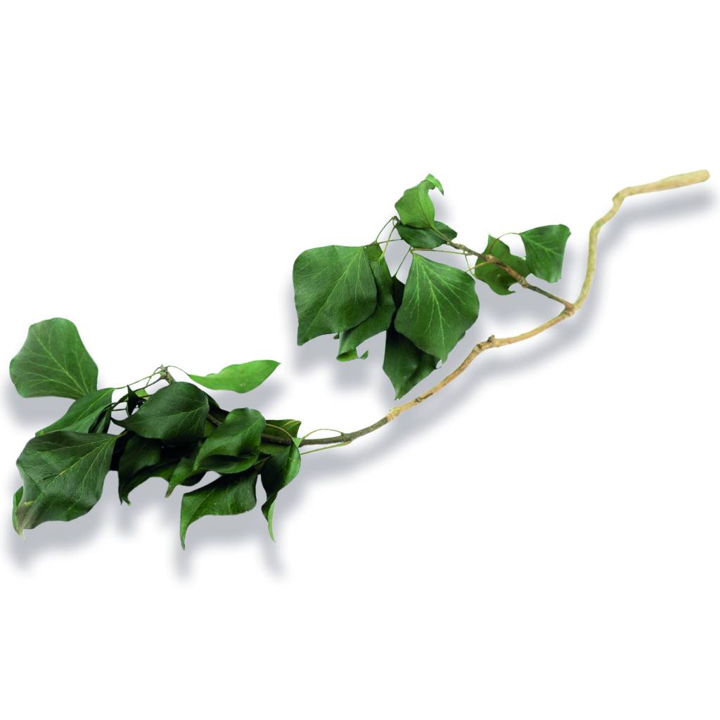 Konservierter Efeu - Hedera - Grün - Strauß 150 Gramm