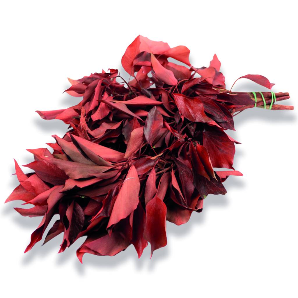Konservierter Efeu - Hedera - Rot - Strauß 150 Gramm