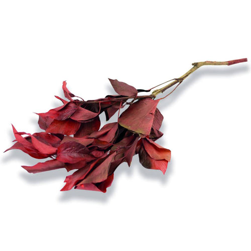 Konservierter Efeu - Hedera - Rot - Strauß 150 Gramm
