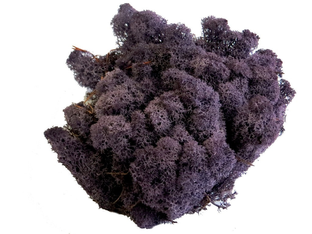 Konserviertes Islandmoos - Aubergine - Loses Moos zum Basteln