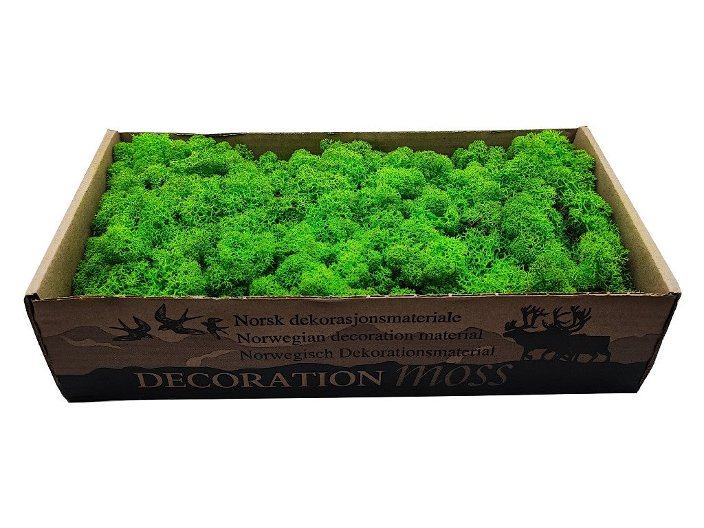 Konserviertes Islandmoos - Helles Grasgrün - Lose verpackt