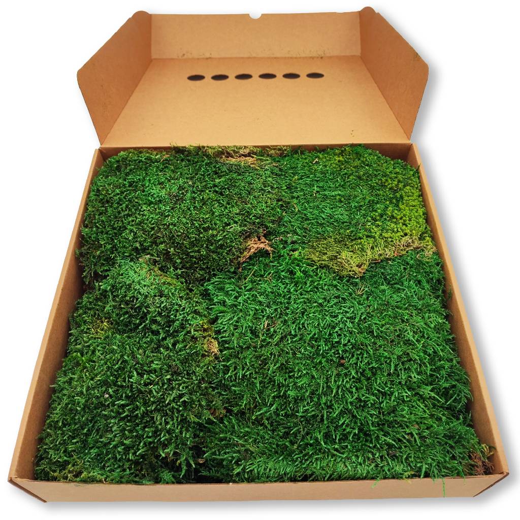 Konserviertes Wald- / Lappenmoos - Farbe Waldgrün - Karton a ca. 0,60 kg