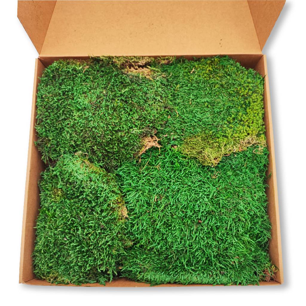 Konserviertes Wald- / Lappenmoos - Farbe Waldgrün - Karton a ca. 0,60 kg