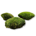 Konserviertes Polstermoos - Farbe Waldgrün - DIY-Karton a ca. 0,16 qm