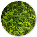 Rundes Moosbild - Islandmoos - Elements Erde - Alurahmen