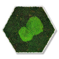 Moosbild - Hexagon 30 cm - Wald & Polstermoos - Mix Grün - PLA-Rahmen