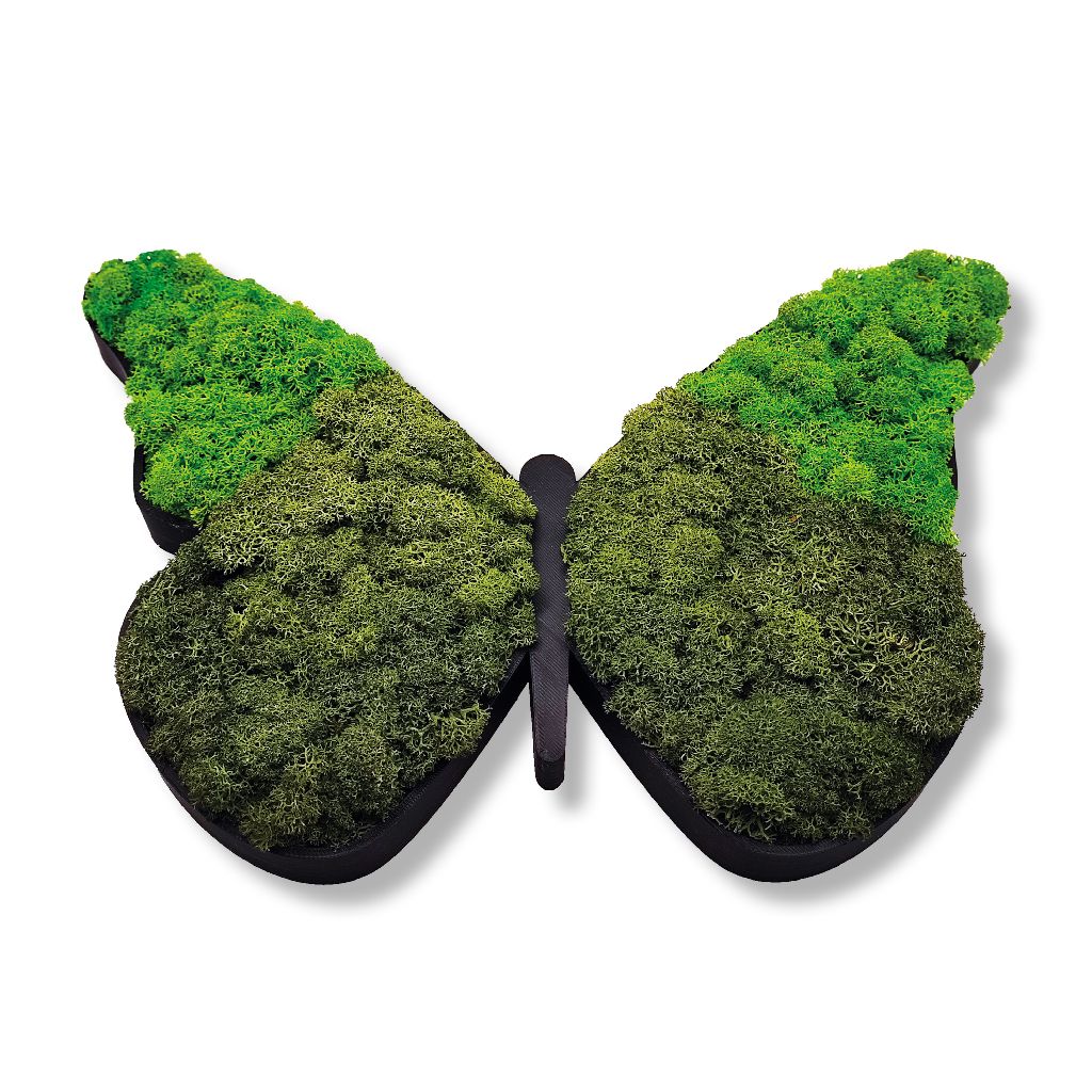 Moosbild - Piktogram - Schmetterling - PLA-Rahmen - Islandmoos