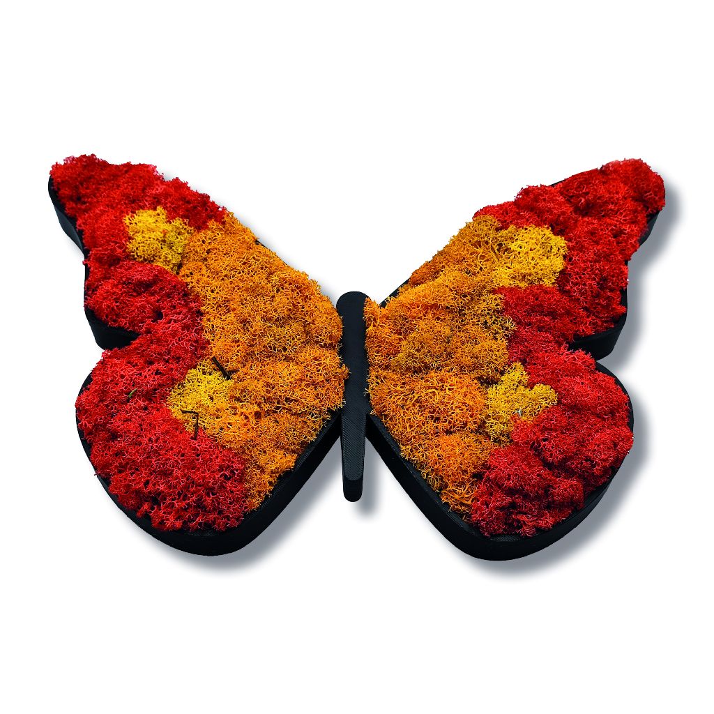 Moosbild - Piktogram - Schmetterling - PLA-Rahmen - Islandmoos