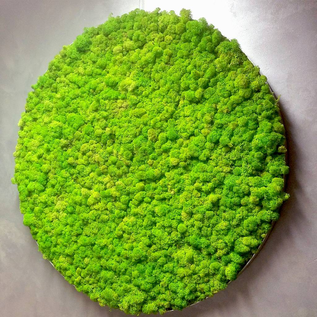 Rundes Moosbild - Islandmoos Frühlingsgrün - Alurahmen