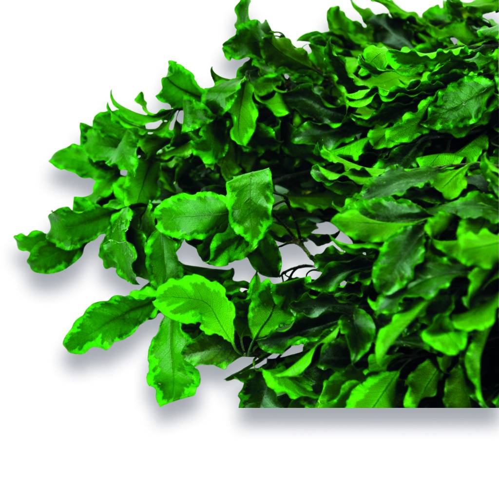 Konservierter Pittosporum Klebsamen - Farbe Grün - Strauß 100 Gramm
