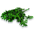 Konservierter Pittosporum Klebsamen - Farbe Grün - Strauß 100 Gramm