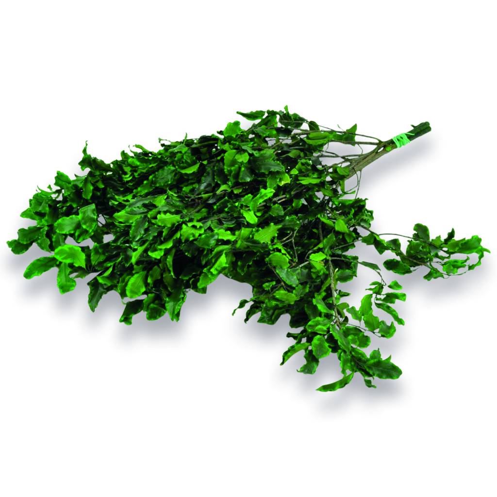 Konservierter Pittosporum Klebsamen - Farbe Grün - Strauß 100 Gramm
