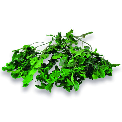 Konservierter Pittosporum Klebsamen - Farbe Grün - Strauß 100 Gramm