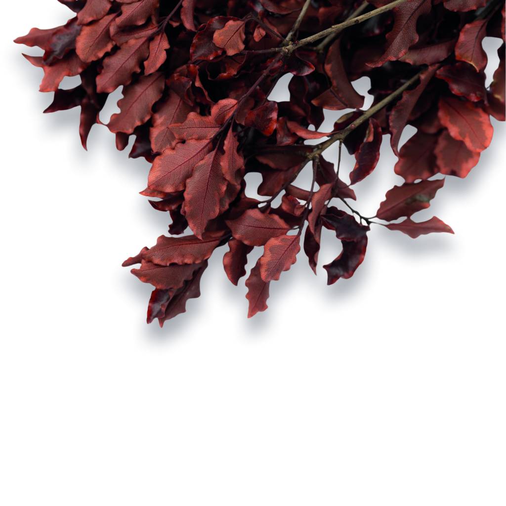 Konservierter Pittosporum Klebsamen - Farbe Rot - Strauß 100 Gramm