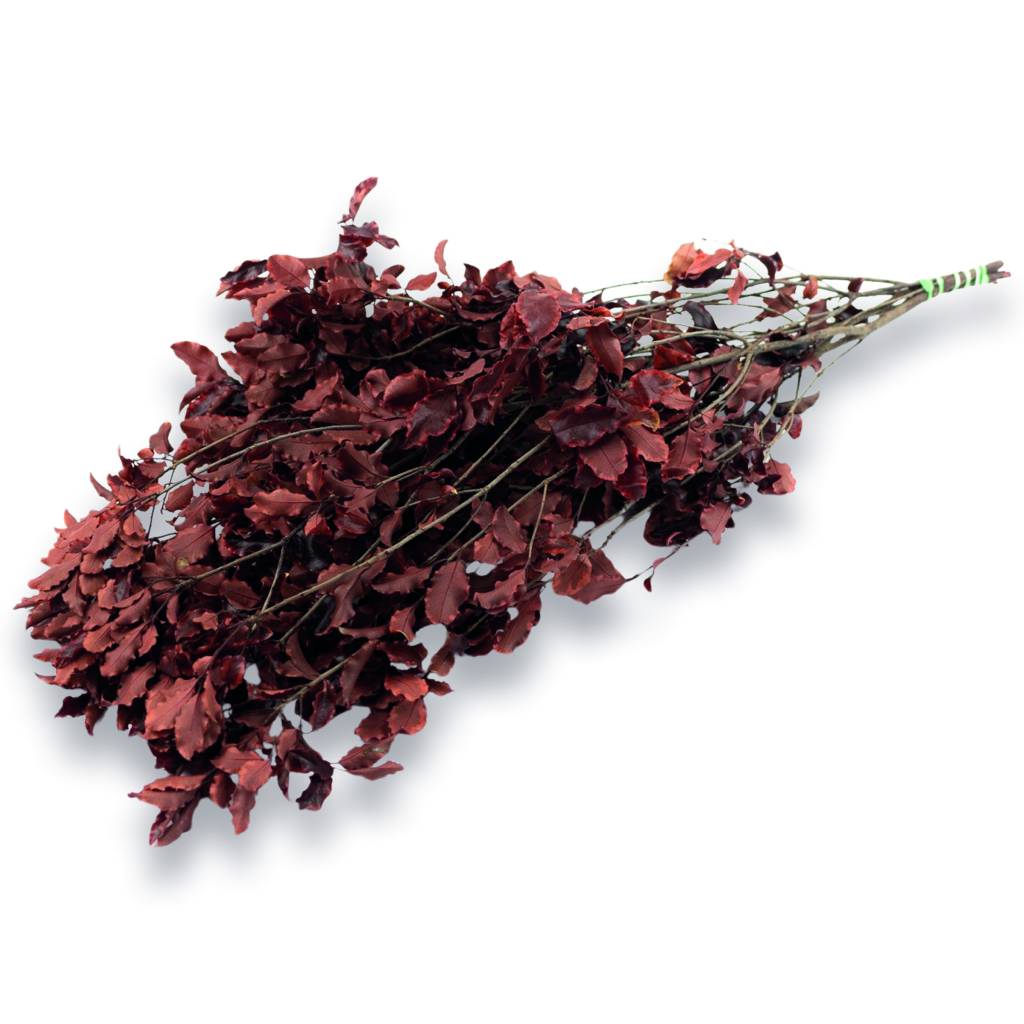 Konservierter Pittosporum Klebsamen - Farbe Rot - Strauß 100 Gramm