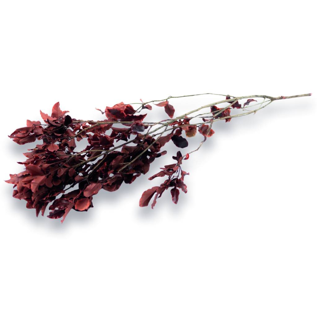Konservierter Pittosporum Klebsamen - Farbe Rot - Strauß 100 Gramm