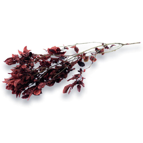 Konservierter Pittosporum Klebsamen - Farbe Rot - Strauß 100 Gramm