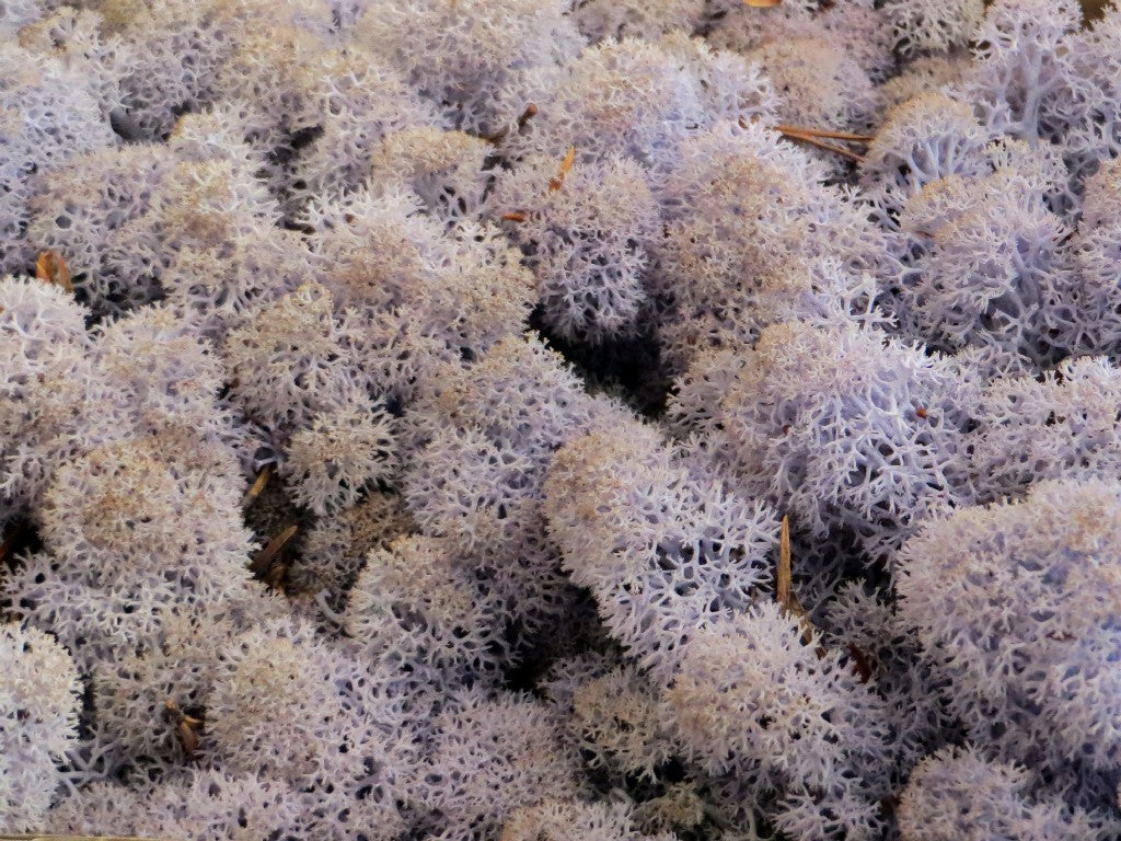 Konserviertes Islandmoos - Lavendel - Lose verpackt