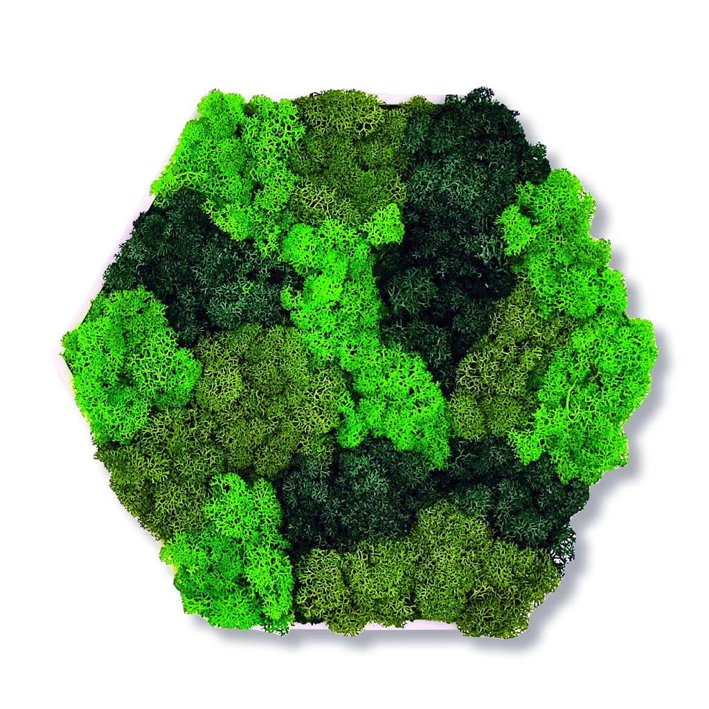 Moosbild - Hexagon 30 cm - Islandmoos - Spots Dunkelgrün - PLA-Rahmen