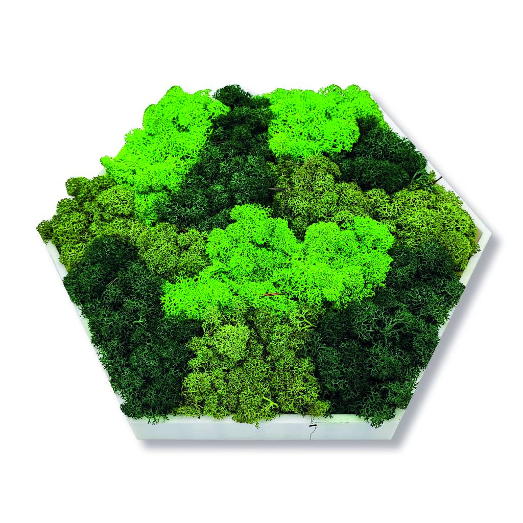 Moosbild - Hexagon 30 cm - Islandmoos - Spots Dunkelgrün - PLA-Rahmen